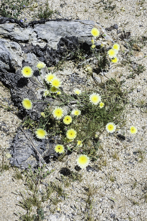 Image of smooth desertdandelion