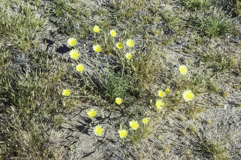 Image of smooth desertdandelion