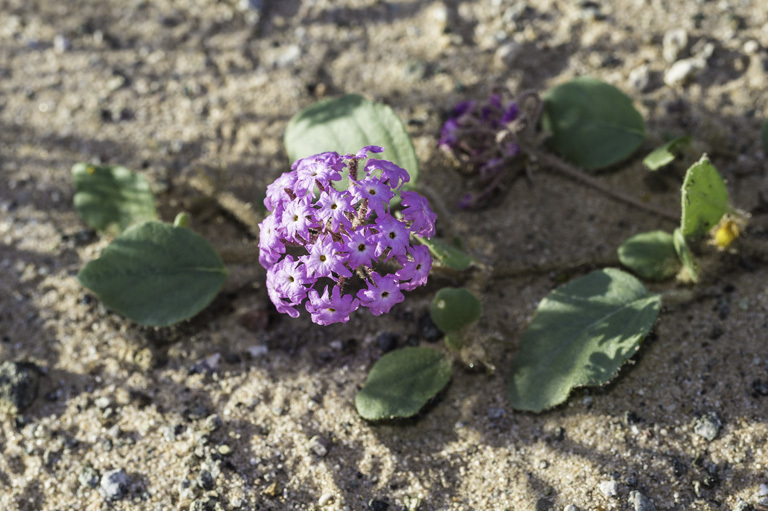 Image of desert sand verbena