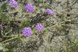 Image of desert sand verbena