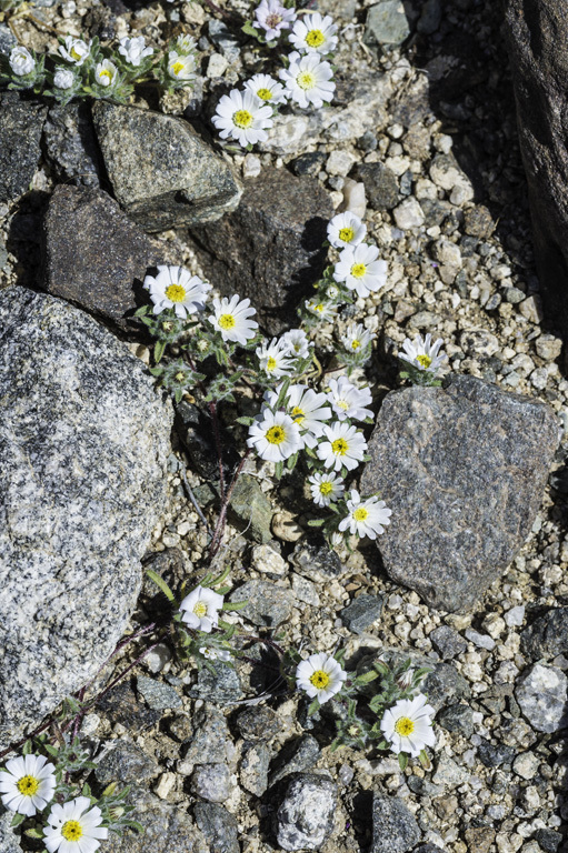 Imagem de Monoptilon bellioides (A. Gray) H. M. Hall