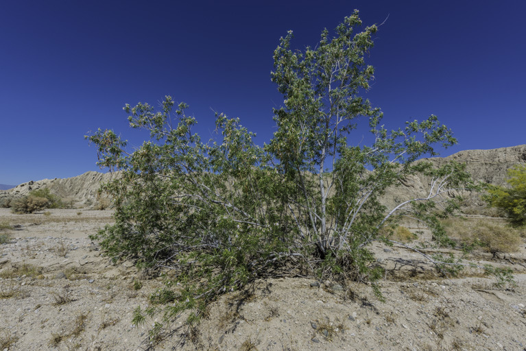 Image of desert willow