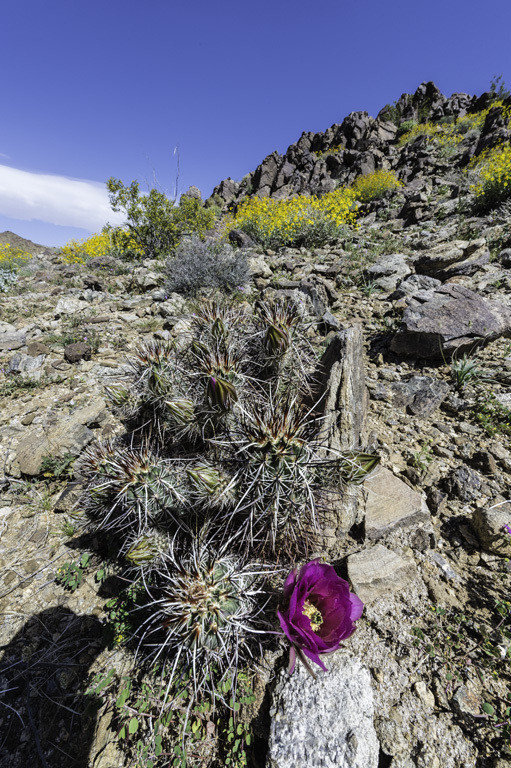 Image of Engelmann's hedgehog cactus