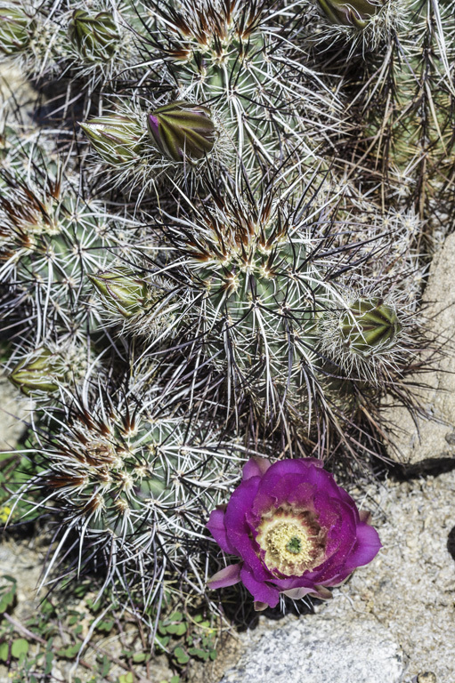 Image of Engelmann's hedgehog cactus