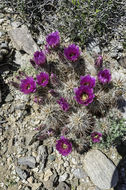 Image of Engelmann's hedgehog cactus