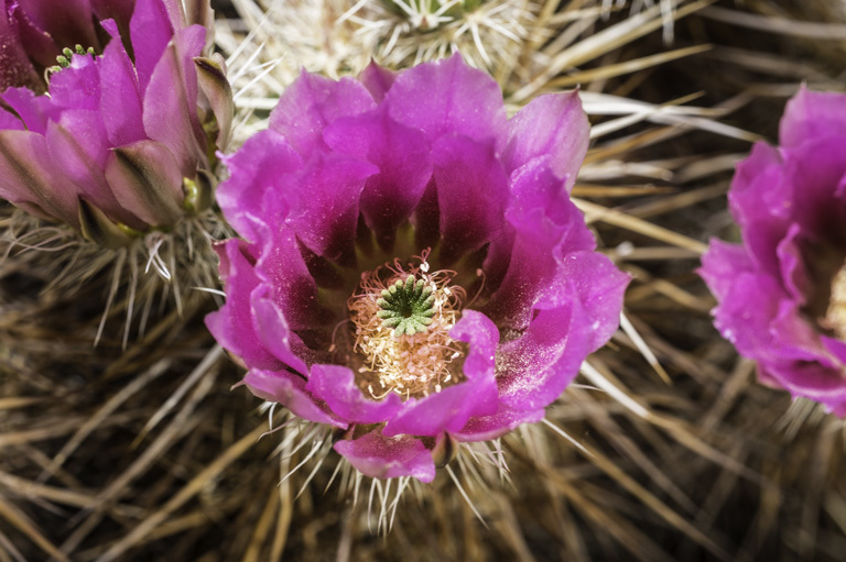 Image of Engelmann's hedgehog cactus