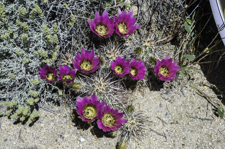 Image of Engelmann's hedgehog cactus