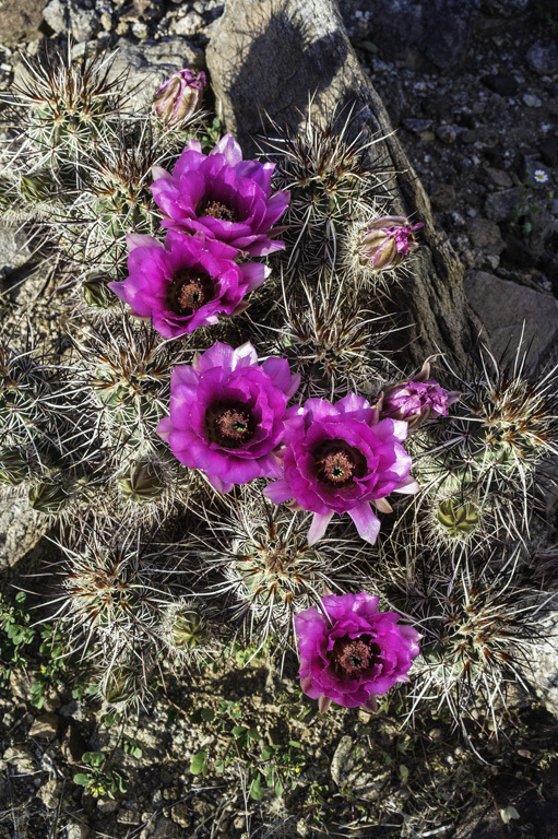 Image of Engelmann's hedgehog cactus