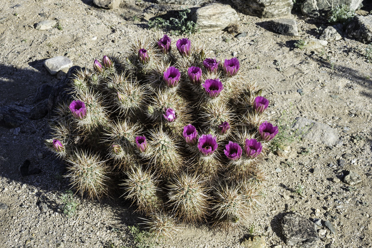 Image of Engelmann's hedgehog cactus