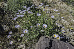 Image of Mojave woodyaster