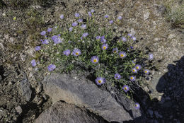 Image of Mojave woodyaster