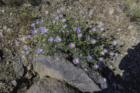 Image de Xylorhiza tortifolia (Torr. & A. Gray) Greene