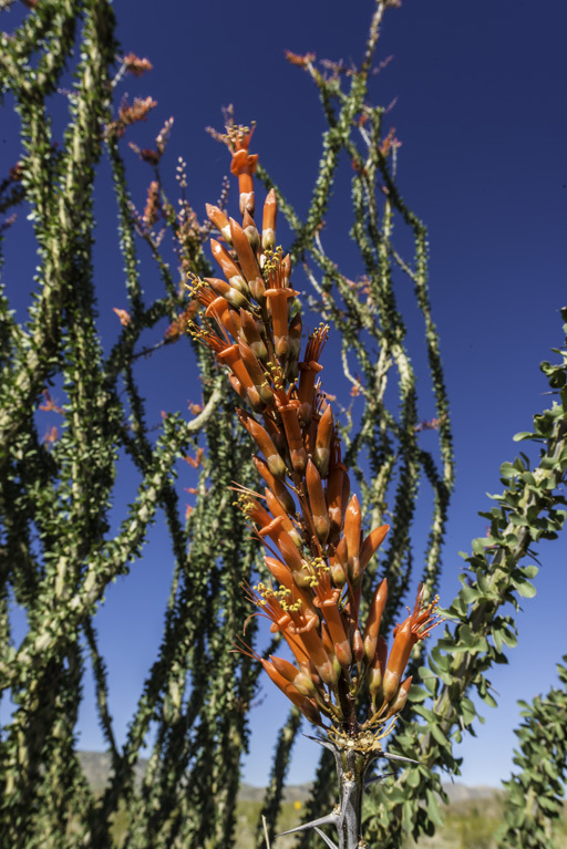 Image of ocotillo