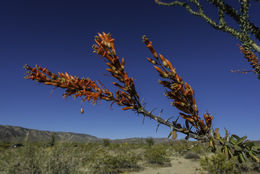 Image of ocotillo