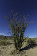 Image of ocotillo