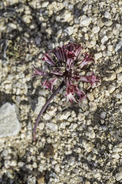 Image of Parish's onion