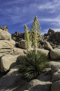 Image of Parry's beargrass