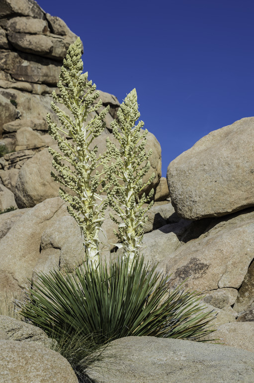 Image of Parry's beargrass