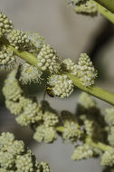 Image of Parry's beargrass