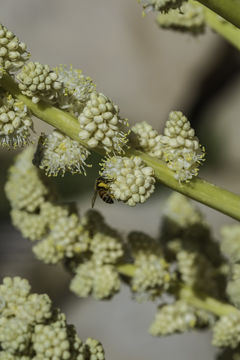 Image of Parry's beargrass