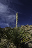 Image of Parry's beargrass