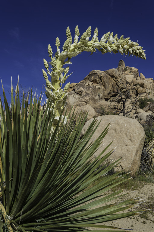 Image of Parry's beargrass