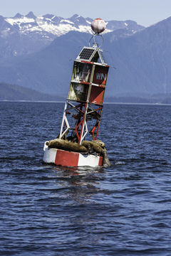 Image of Northern Sea Lion