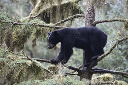 Image of American Black Bear