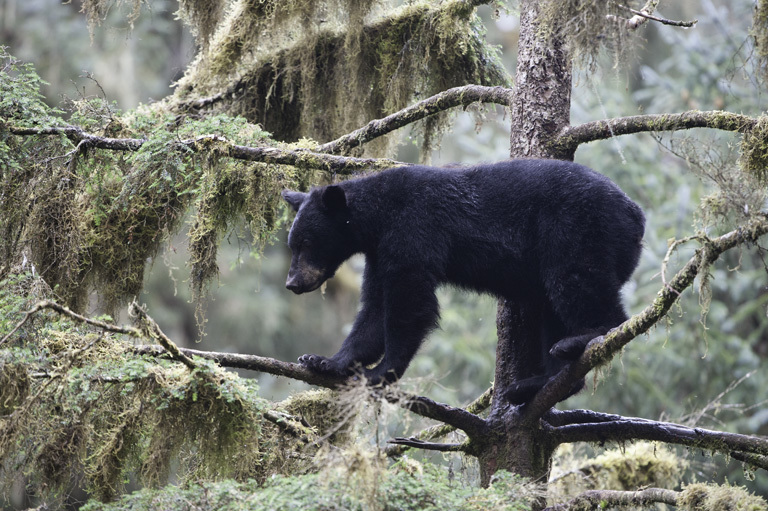 Image of American Black Bear