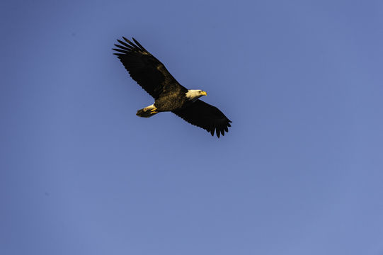 Image of Bald Eagle