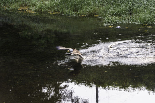 Image of Bald Eagle