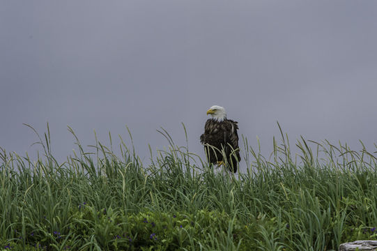 Image of Bald Eagle