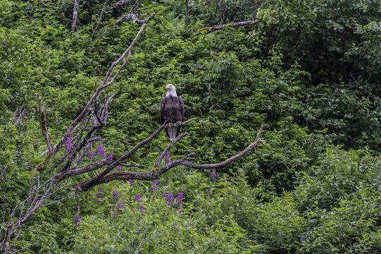 Image of Bald Eagle