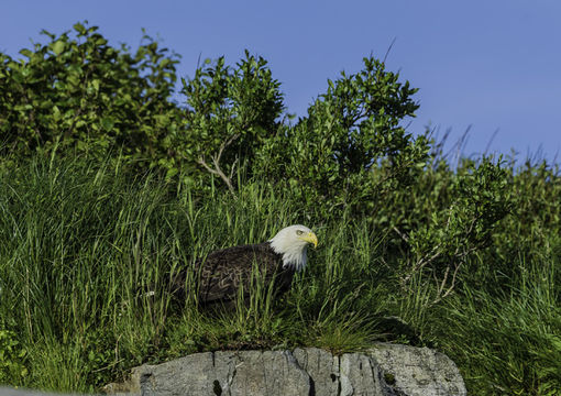 Image of Bald Eagle