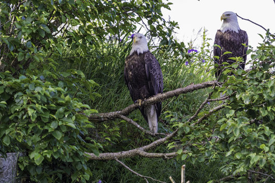 Image of Bald Eagle