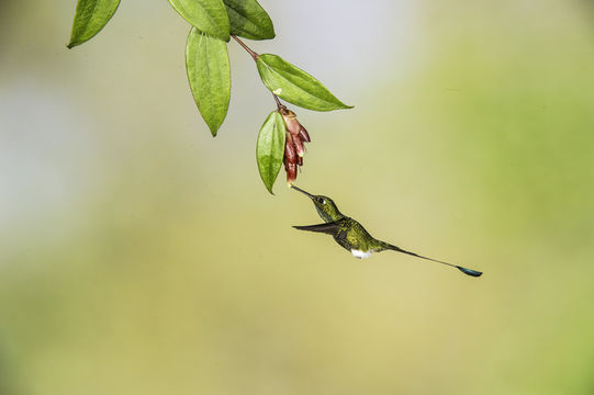 Image of Booted Racket-tail