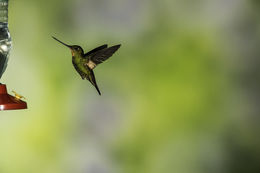 Image of Buff-winged Starfrontlet