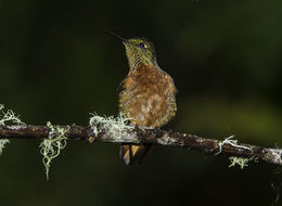 Image of Chestnut-breasted Coronet