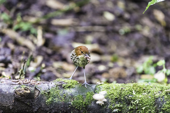 Image of Chestnut-crowned Antpitta