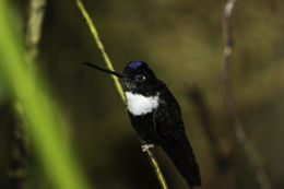 Image of Collared Inca