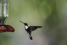 Image of Collared Inca