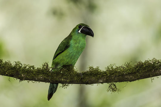 Image of Crimson-rumped Toucanet