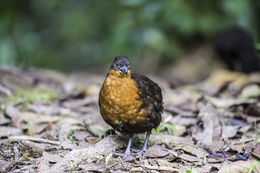 Image of Dark-backed Wood Quail