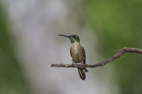 Image of Fawn-breasted Brilliant