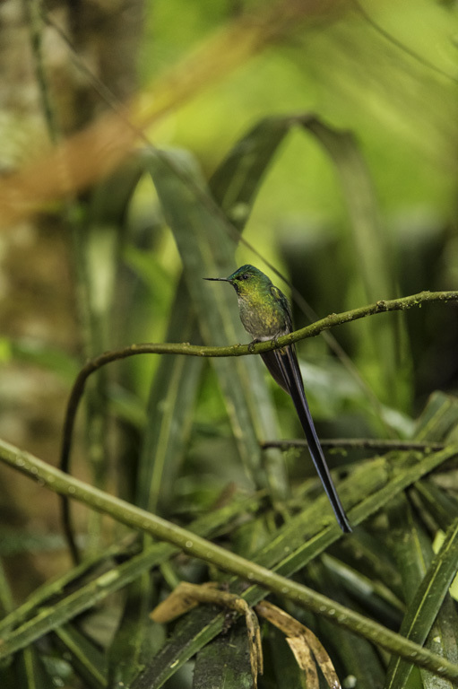 Image of Long-tailed Sylph