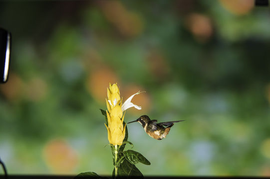 Image of Purple-throated Woodstar