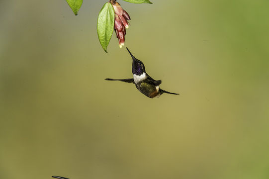 Image of Purple-throated Woodstar