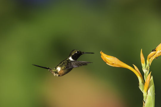 Image of Purple-throated Woodstar