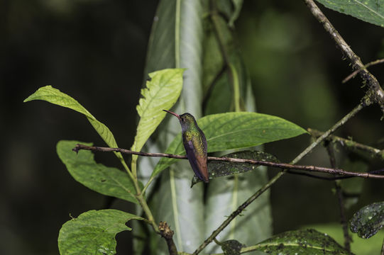 Image of Rufous-tailed Hummingbird