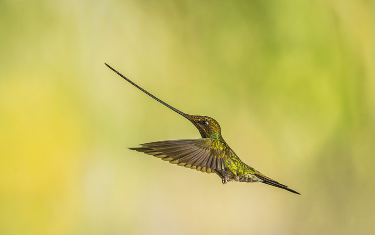 Image of Sword-billed Hummingbird